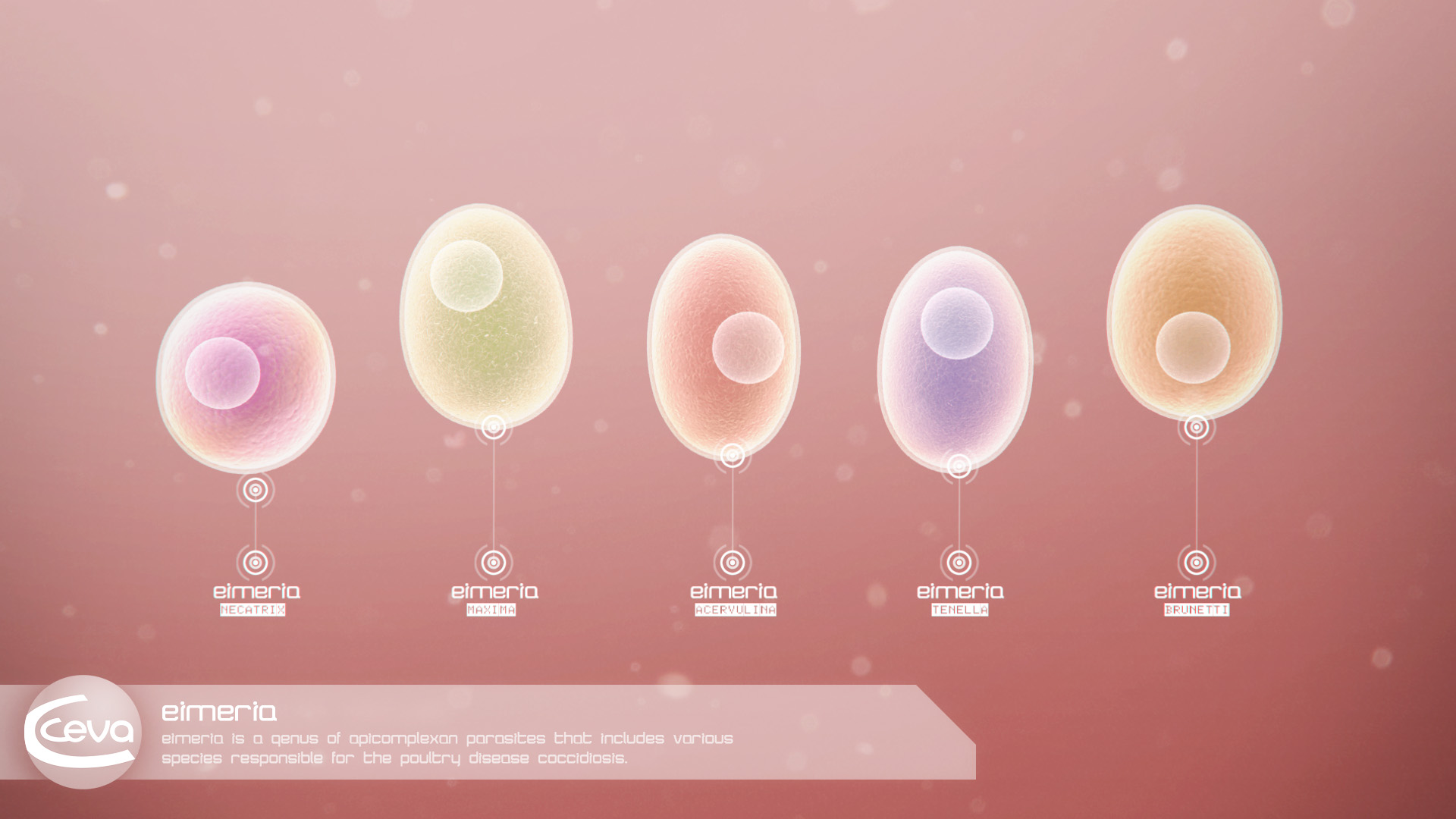 immucox_part1_s01 Bacterie